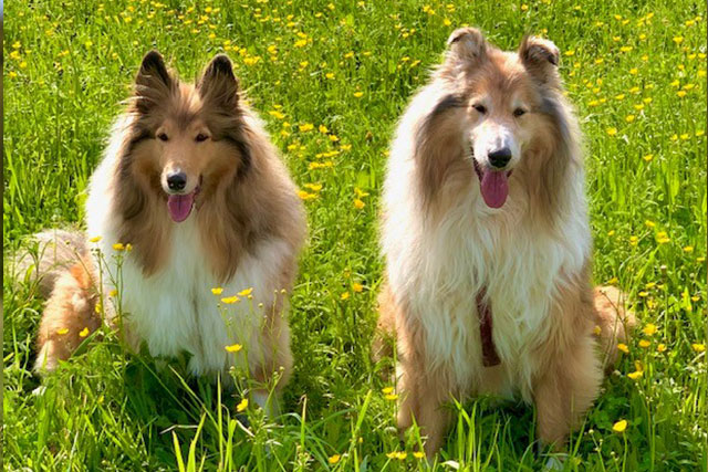 bilderleiste8_monas_hundeshop_bausteineig_640x427